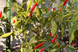 Help me guess what pepper I grew.