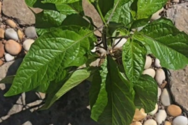 1 Quart Nursery Fabric Bags