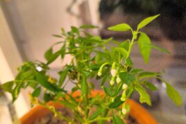 Overwintered plants already flowering