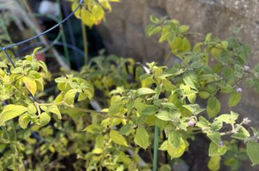 Overwintered rocoto