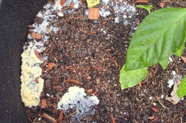 Sudden fungus in container after rainy weekend. Reason for concern?