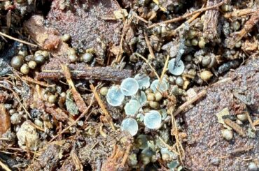 Identification help needed... Eggs?