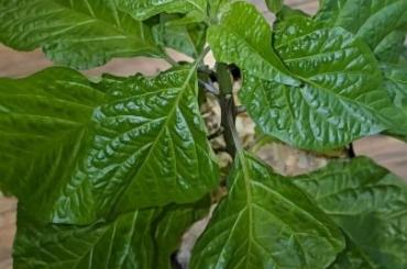 Apocalypse Scorpions