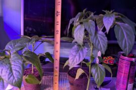 Experiment on topping off my peppers.