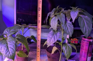 Experiment on topping off my peppers.