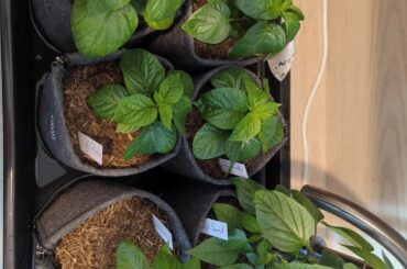 2 month update, first blossoms