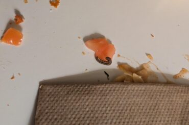 This bug fell out of our taco bell tonight. Wtf is it