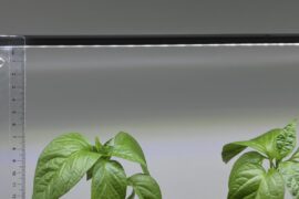 Thin Naga Jolokia plants