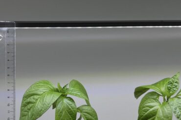 Thin Naga Jolokia plants