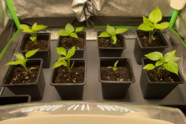 Is the fan too strong?