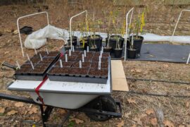 Looks good to me! Daystar and Druid seeds planted, overwintered plants thrown outside.