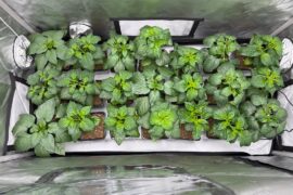 Possibly started too early- zone 7A