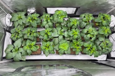 Possibly started too early- zone 7A