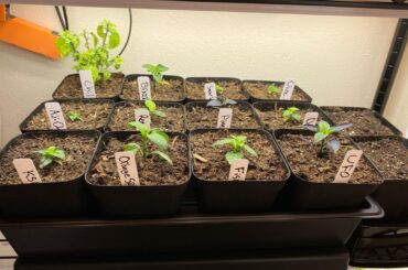 My Current Set Up (hydroponics & soil garden)