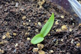 Update on the chomped peppers- it was mice.