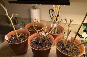 My overwintered pepper plants do not seem to be coming back