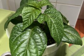 First time trying to grow Carolina Reaper