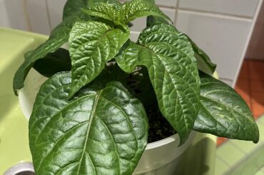 First time trying to grow Carolina Reaper