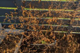 Shout-out to this native Chilli Pequin