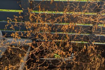 Shout-out to this native Chilli Pequin