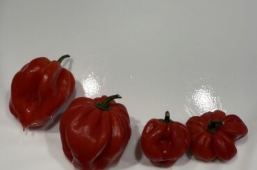 Habenero or hybrid?