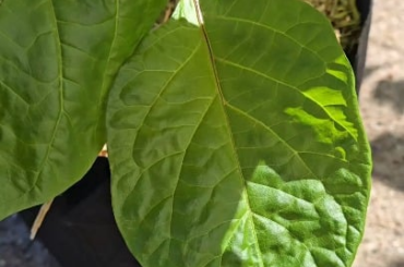 Chocolate Moruga Scorpion