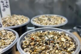 Salvaged seedlings seem to be doing okay post-transplant.