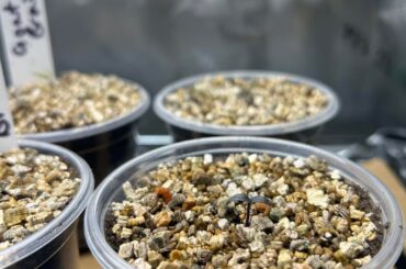 Salvaged seedlings seem to be doing okay post-transplant.