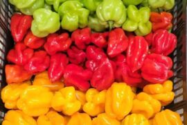 Need help with ID, Please. (Habanero or scotch bonnet)