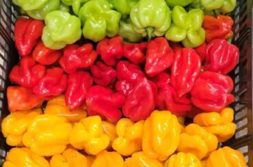 Need help with ID, Please. (Habanero or scotch bonnet)