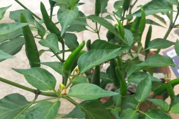 What are this chili varieties