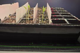 Leggy, what can I do?