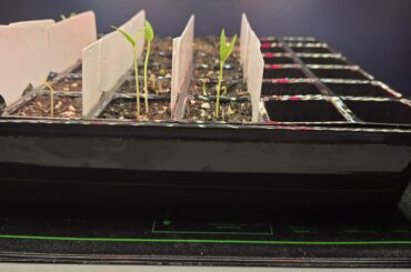 Leggy, what can I do?