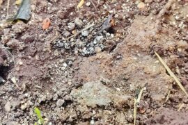 My Kashmiri chillis at one week