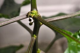 Why are the drying up and falling off?