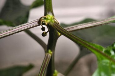 Why are the drying up and falling off?