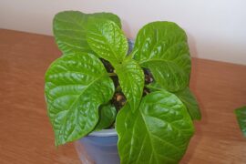 Need help with Carolina Reapers