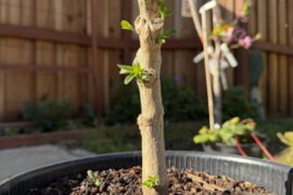 First time overwintering a pepper!