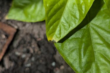 Got these black ends on my ghost pepper that I don't quite know where they came from. I assume I can just trim those sections off with a sharp pair of scissors?