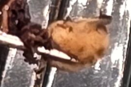 First Time Pepper Grower: Should I Wait?