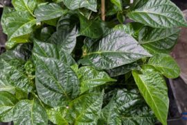 Super Hots questions