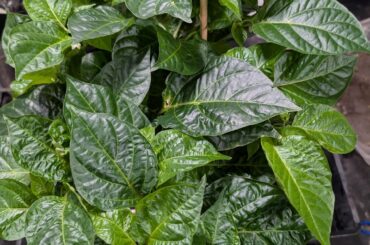 Super Hots questions