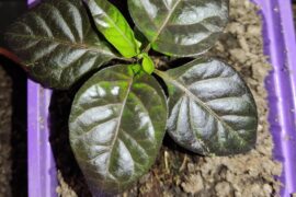 Is there a Carolina reaper with black leaves?