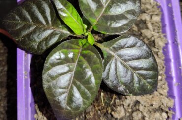 Is there a Carolina reaper with black leaves?