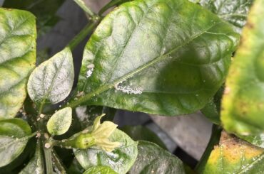 What the heck is this stuff on my Little Bastard plant?