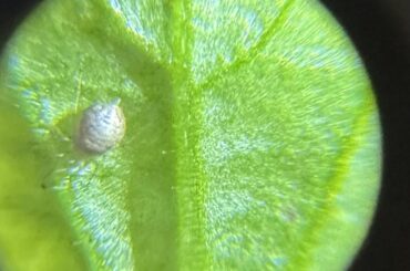 Maybe mummified aphids?