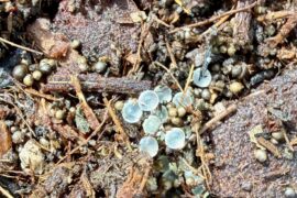 Identification help request... eggs?