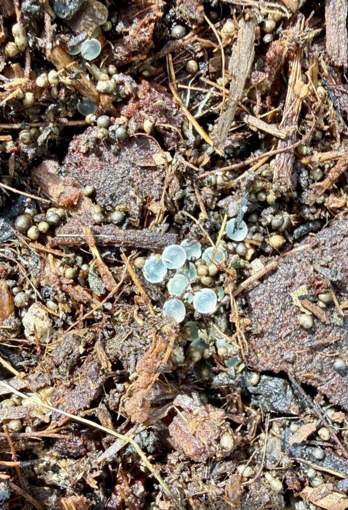 Foboss Identification help request... eggs? - Chili Chili