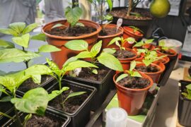 I may have had too much success...