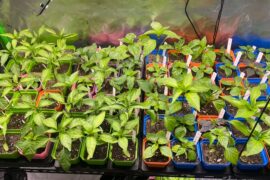 Pre-Transplant Update